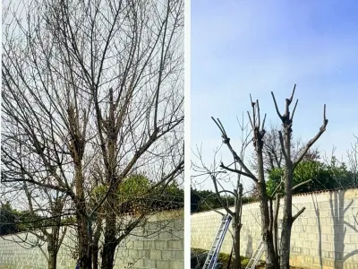 Prestations élagage